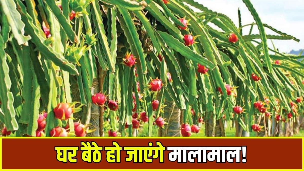 dragon fruit farming